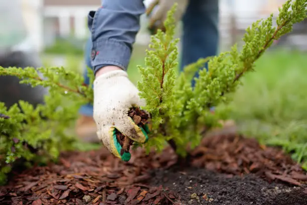 Affordable Mulching in Santa Monica, CA