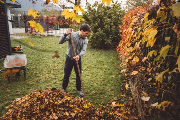 How To Clean A Backyard Santa Monica, CA