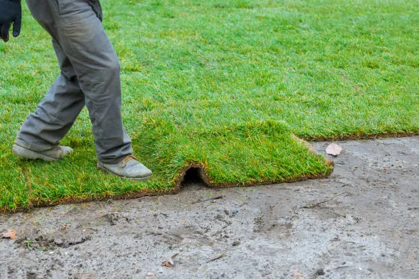 How long after installing sod can you walk on it Santa Monica, CA