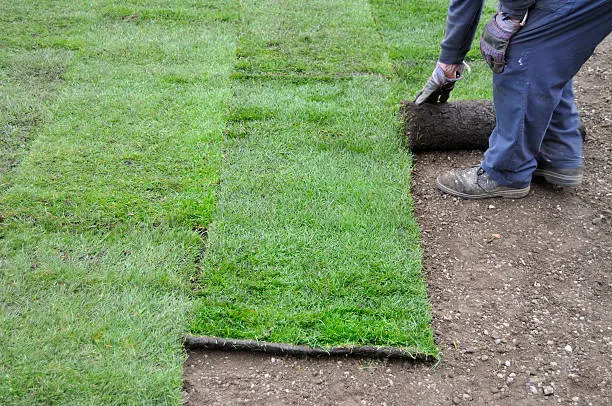 How long after installing sod can you walk on it in Santa Monica, CA