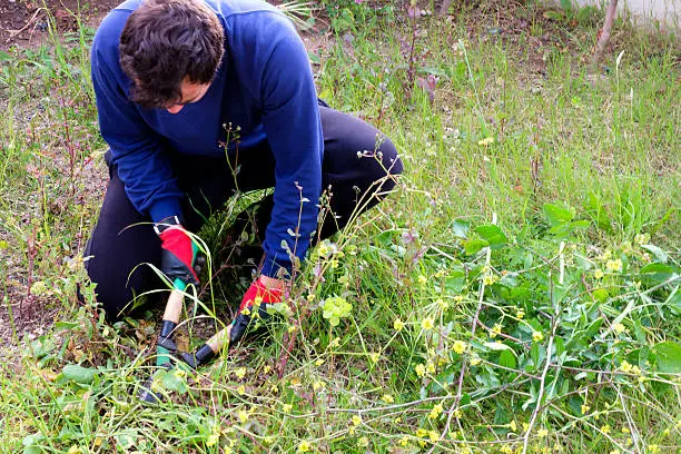 How to clear a yard full of weeds in Santa Monica, CA