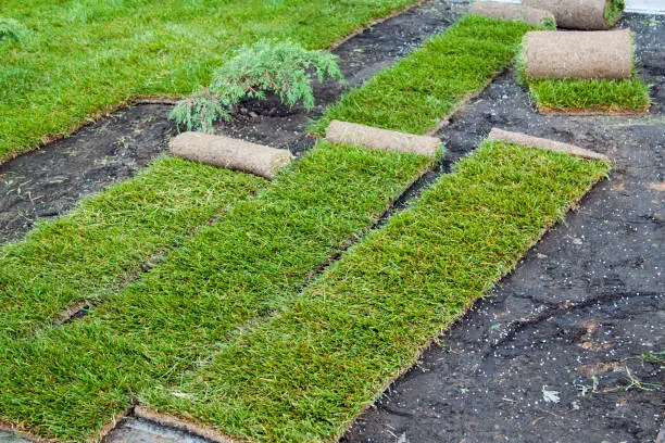 How to lay sod over existing lawn in Santa Monica, CA