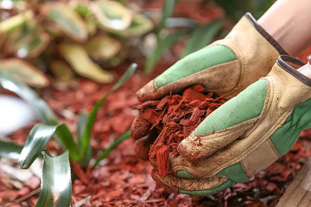 Mulching Santa Monica, CA