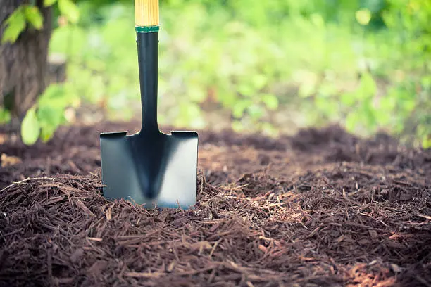 Mulching in Santa Monica, CA