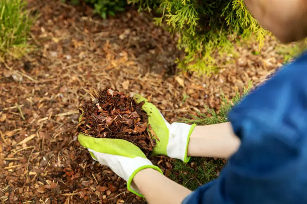 What does mulch do in Santa Monica, CA