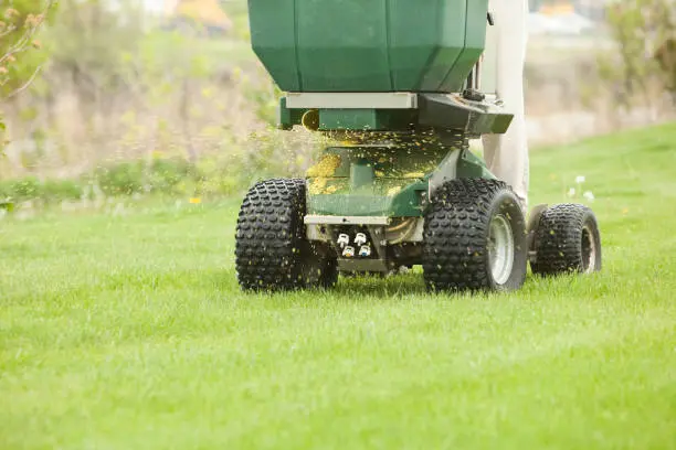 When is the best time to fertilize your lawn Santa Monica, CA